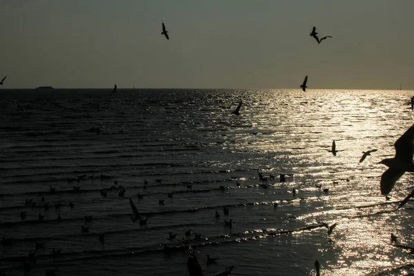Silhouette Seagulls Flying Water — Photo