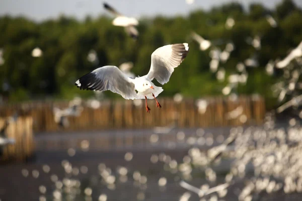 White Seagull Flying Search Food — Fotografia de Stock