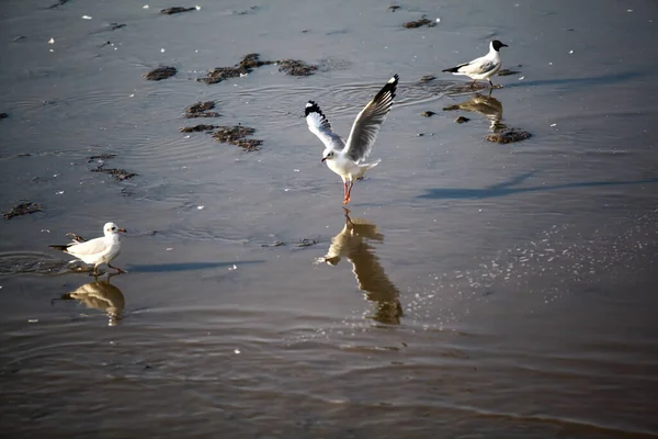 White Seagull Flying Beautifully Arranged — Fotografie, imagine de stoc