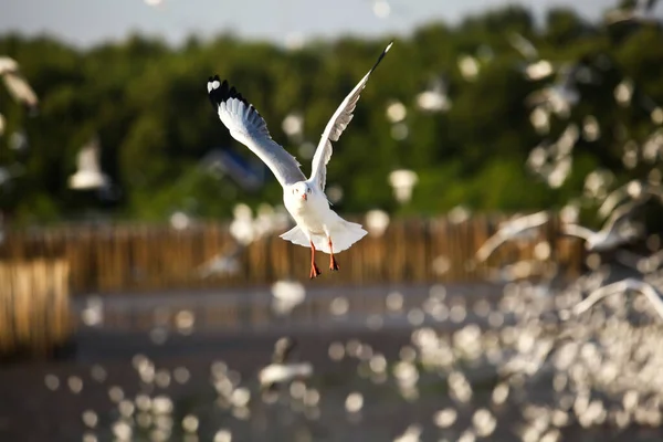 seagulls are flying food background bokeh