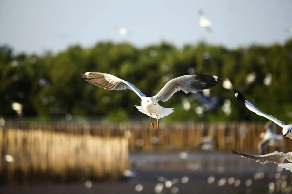 seagulls are flying food background bokeh