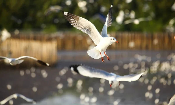 Seagulls Flying Food Background Bokeh — Fotografia de Stock