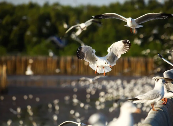 seagulls are flying food background bokeh