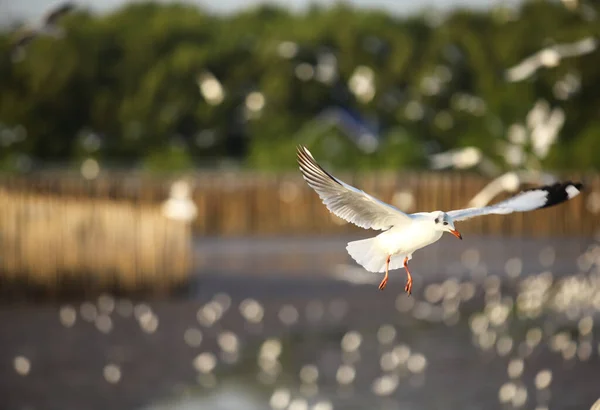 Seagulls Flying Food Background Bokeh — Fotografie, imagine de stoc