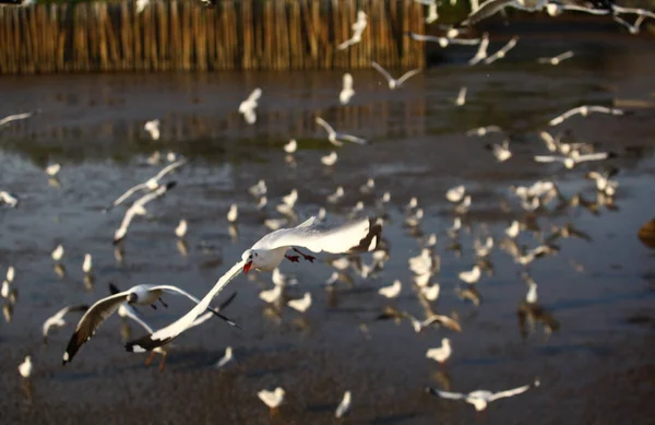 White Seagull Flying Search Food — Fotografia de Stock