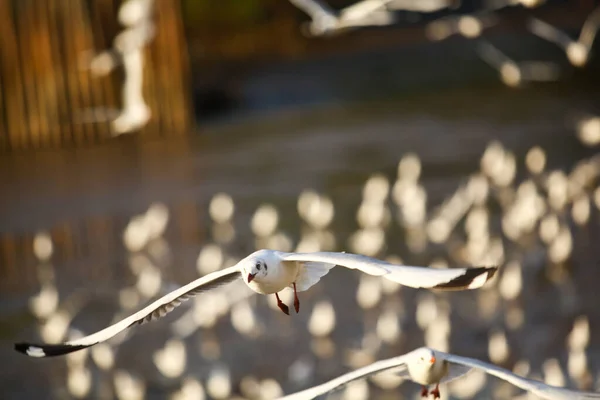 seagulls are flying food background bokeh