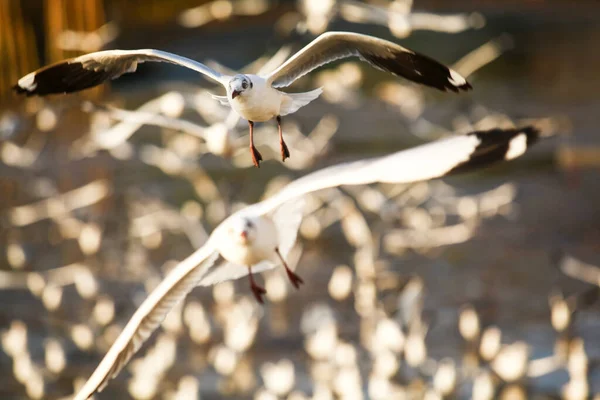 White Seagull Flying Beautifully Arranged — Fotografia de Stock