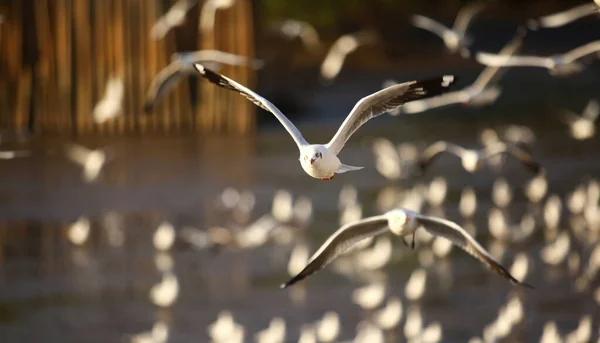 Seagulls Flying Food Background Bokeh — Fotografia de Stock