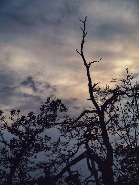 Vista Ângulo Baixo Árvore Silhueta Contra Céu — Fotografia de Stock