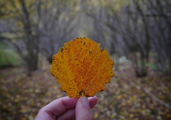 Close Van Hand Met Geel Esdoornblad Herfst — Stockfoto