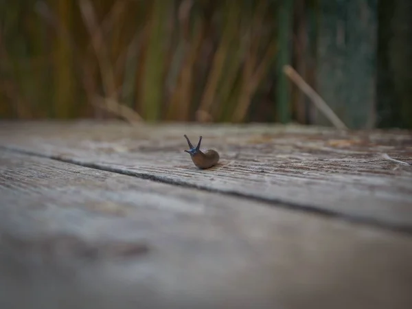 Zavřít Jezero Šneka Pěší Stezce — Stock fotografie