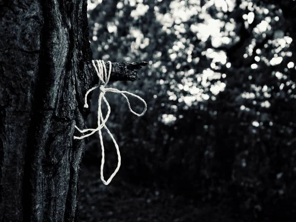 绑在树枝上的线绳的特写 — 图库照片