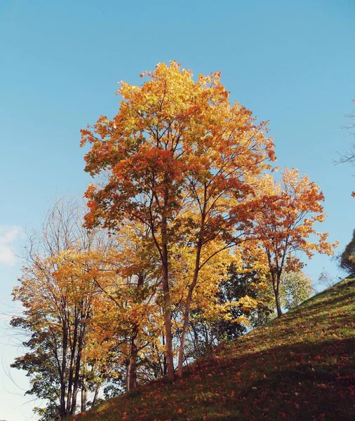 Árvores Crescendo Colina Durante Outono — Fotografia de Stock