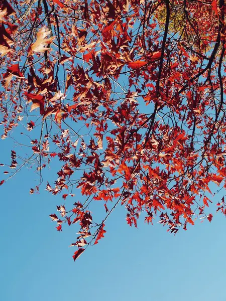 Sudut Rendah Tampilan Pohon Selama Musim Gugur — Stok Foto