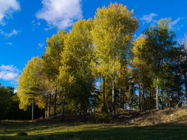 Sonbaharda tarlada büyüyen ağaçlar 