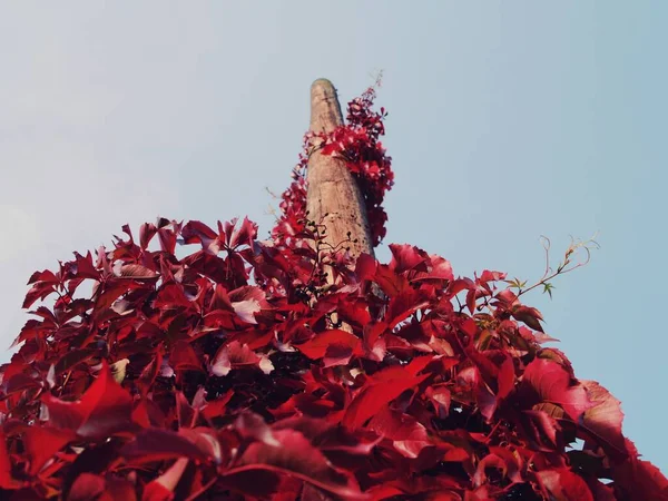 低い角度ビューの赤アイビー成長上の木製のポスト — ストック写真