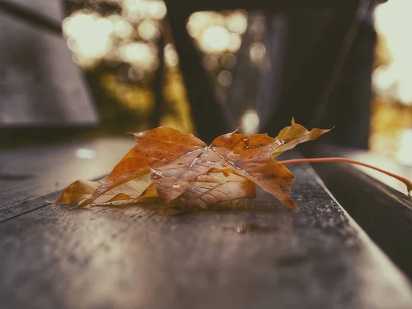 Umgefallenes Blatt Auf Holzbank Herbst — Stockfoto