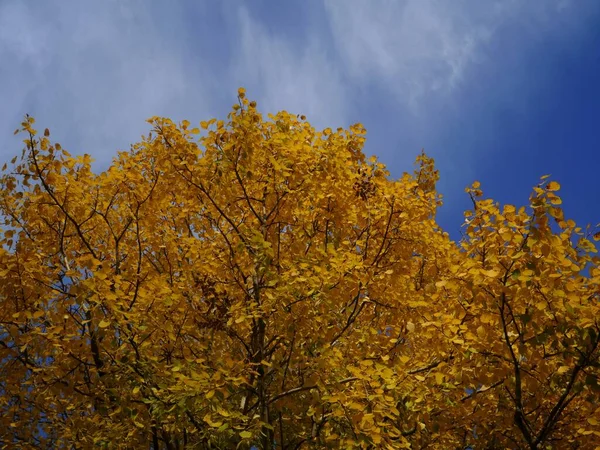 Sudut Rendah Melihat Daun Kuning Atas Pohon Terhadap Langit — Stok Foto