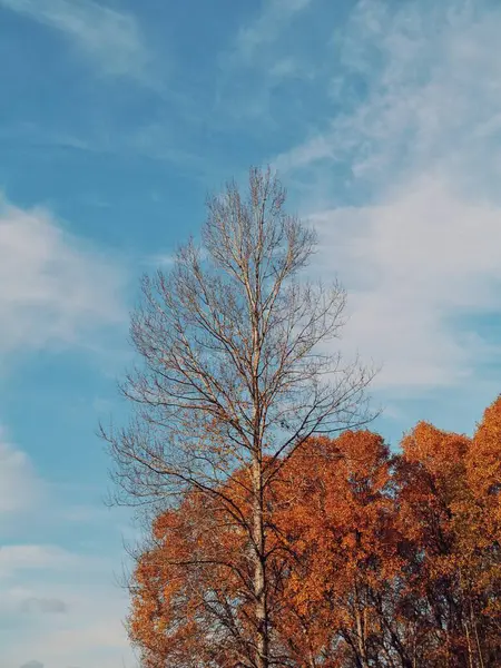 Vista Bajo Ángulo Del Árbol Durante Otoño —  Fotos de Stock