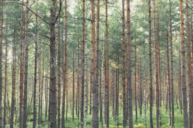 Yaz günü ormandaki ağaçların manzarası