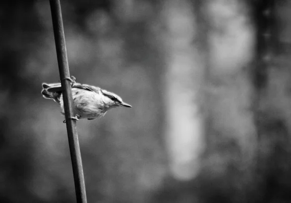 Κοντινό Πλάνο Μαύρο Και Άσπρο Nuthatch — Φωτογραφία Αρχείου