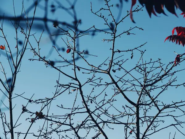 Niedriger Blickwinkel Auf Kahlen Baum Vor Klarem Blauen Himmel — Stockfoto