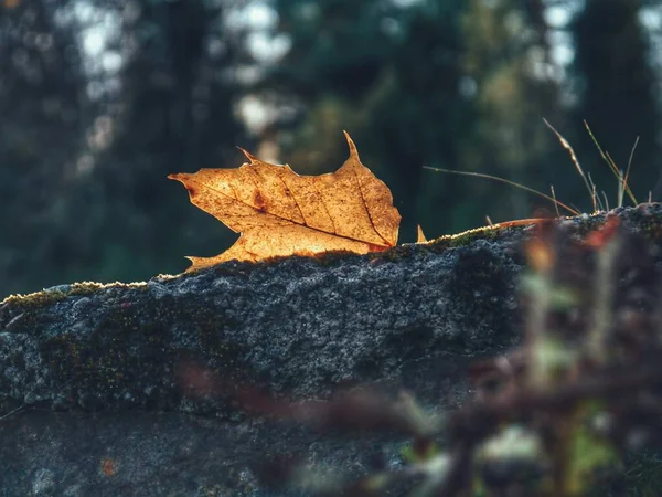 Close Van Maple Leaf Grond — Stockfoto
