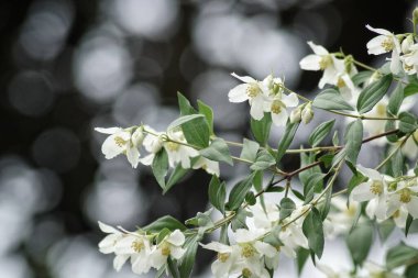 Suya karşı beyaz bir çiçeğe yaklaş 