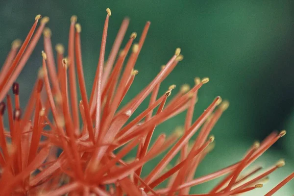 Gros Plan Plante Fleurs Orange Sur Fond Vert — Photo