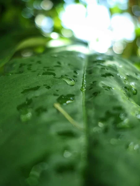 Крупним Планом Великий Мокрий Зелений Лист — стокове фото