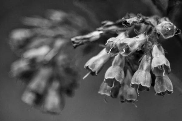 Nahaufnahme Von Blumen Schwarz Und Weiß — Stockfoto