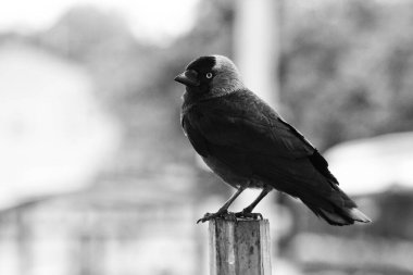 Metal bir direğin tepesine tünemiş küçük bir karga.