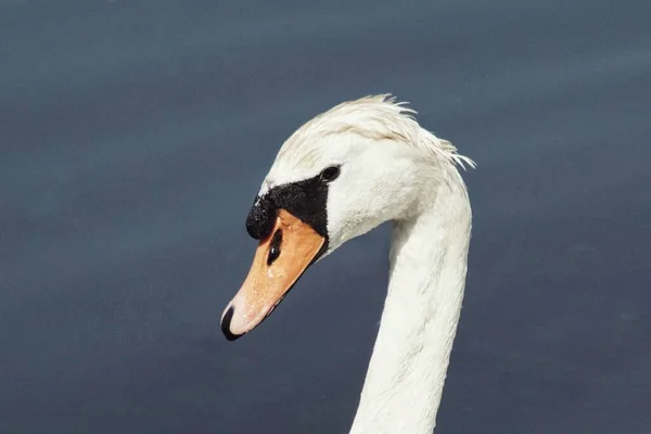 Primer Plano Cisne Mudo Contra Agua —  Fotos de Stock