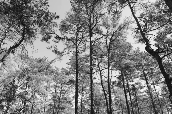 Χαμηλή Οπτική Γωνία Των Δέντρων Στο Δάσος Κατά Διάρκεια Του — Φωτογραφία Αρχείου