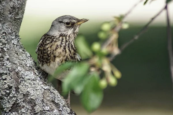 Uccellino Appollaiato Ramo Albero — Foto Stock