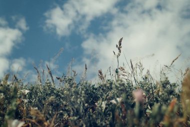 Sahadaki çimlerin alçak açılı görüntüsü gökyüzüne karşı 
