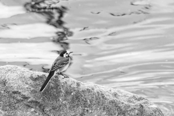 Pequeno Pássaro Lado Lago — Fotografia de Stock