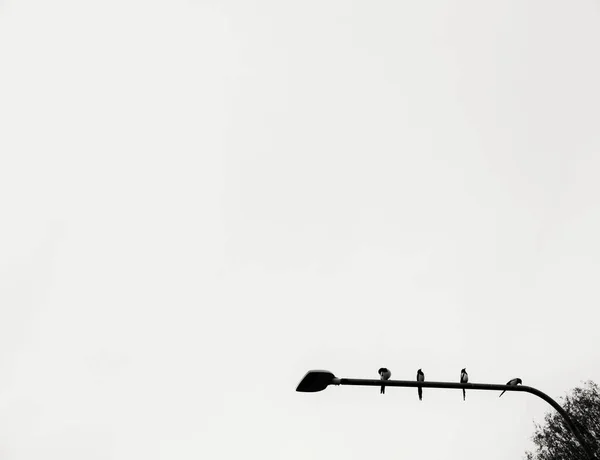 Nízký Úhel Pohledu Ptáky Sedící Pouličním Světle Proti Oblačné Obloze — Stock fotografie