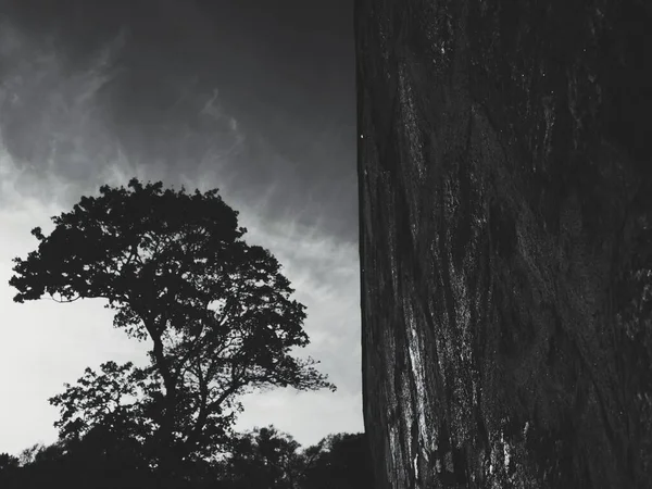石垣の横の木の角度が低い — ストック写真