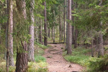 Gün boyunca ormanda yürüyüş yolu 