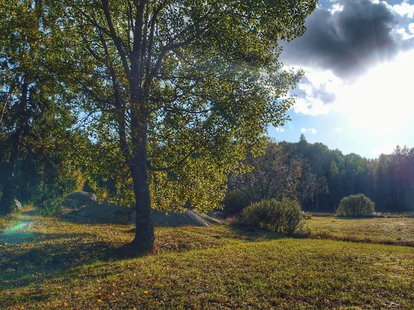 Een Boom Een Grasveld Tijdens Herfst — Stockfoto