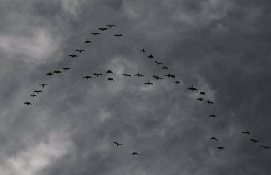 Havada uçan bir moruk sürüsü.