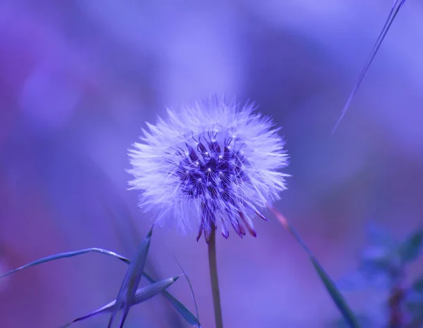 monochromatic purple natural landscape. white dandelion in violet and blue blurred background. elegant calm and dreamy aesthetics