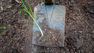 the shovel in a garden with a trowel