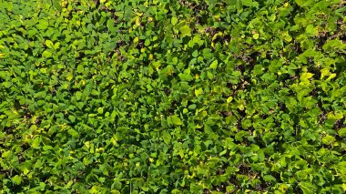 green leaves background. texture for design. pinto beans
