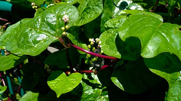 green leaf of malabar spinach plant on the tree in the garden.