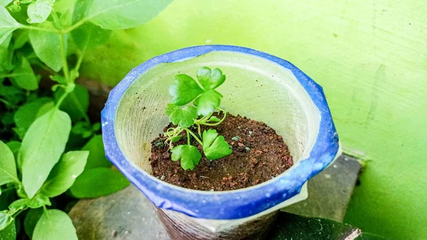 green seedlings of a plant in the plastic glass and garden