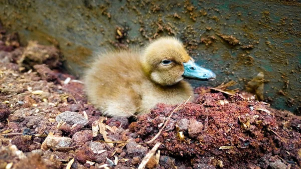 Young Duckling Sitting Garden Soil —  Fotos de Stock