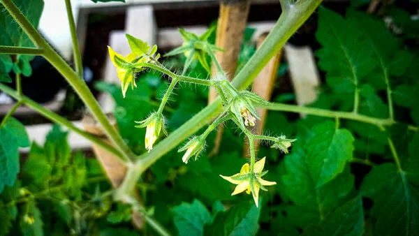 a closeup shot of a green tomatoes growing in a greenhouse