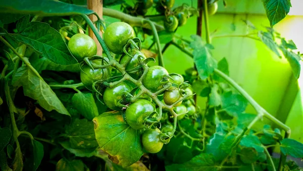 a closeup shot of a green tomatoes growing in a greenhouse